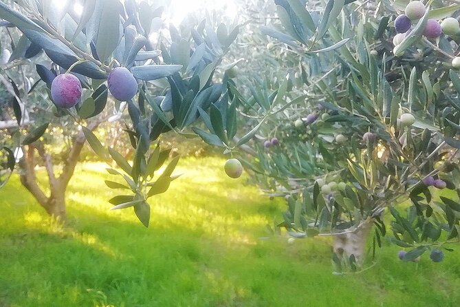 culinary half-day excursion in Klis Olive tree Garden - Klis Fortress viewpoints: the reason most people say yes