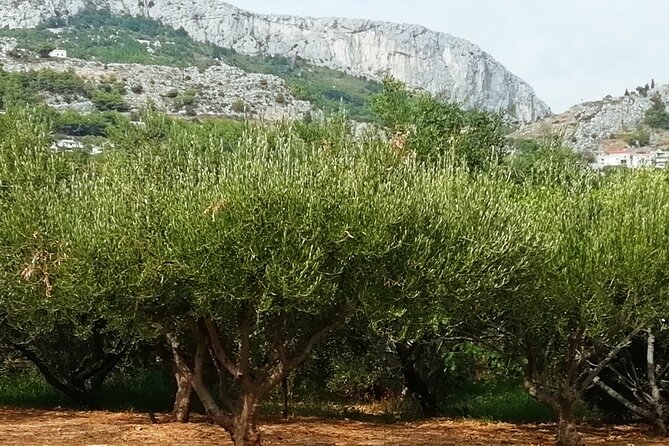 culinary half-day excursion in Klis Olive tree Garden - Lunch in the grove: wines, meat, and seafood done the local way