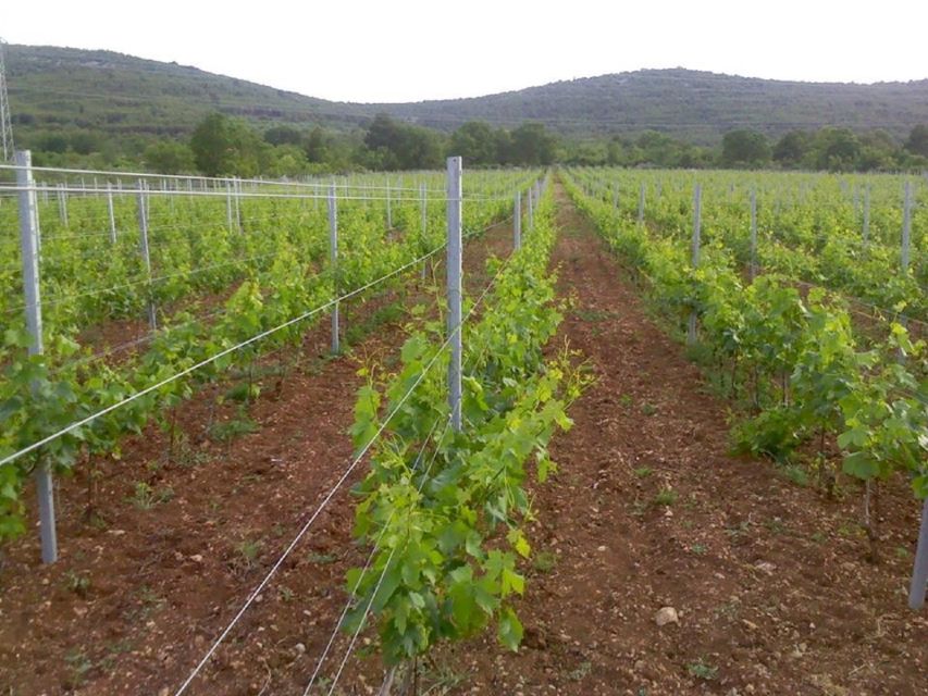 Dalmatian Delights: Food & Wine Tour from Split or Trogir - Price and value at about $212 per person: what you get for that money