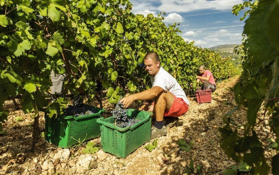 Dalmatian Delights: Food & Wine Tour from Split or Trogir - Pickup, coach ride, and how the timing shapes your evening