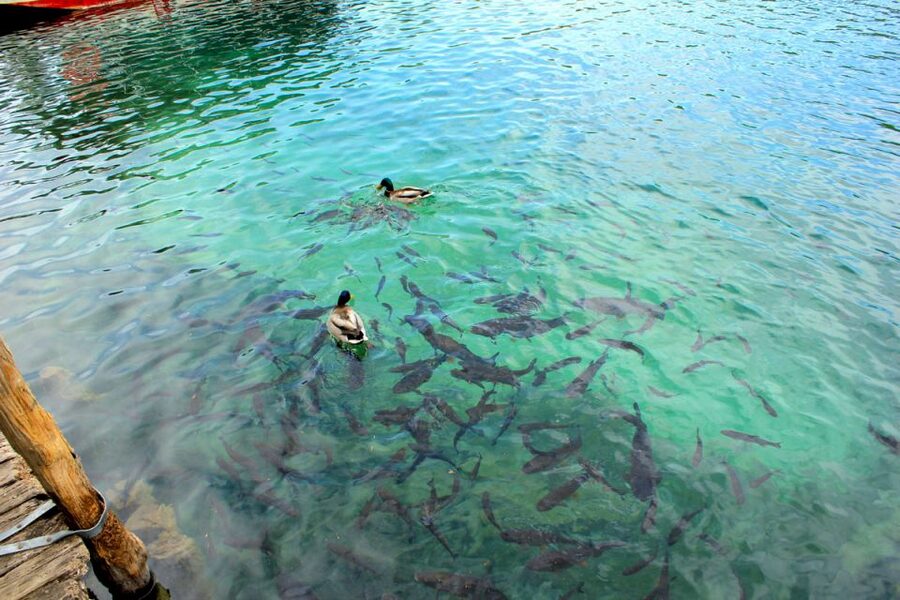 From Split: Plitvice Lakes Fully-Guided Day Tour - The Coach Ride: Use The Time For Context, Not Just Seating
