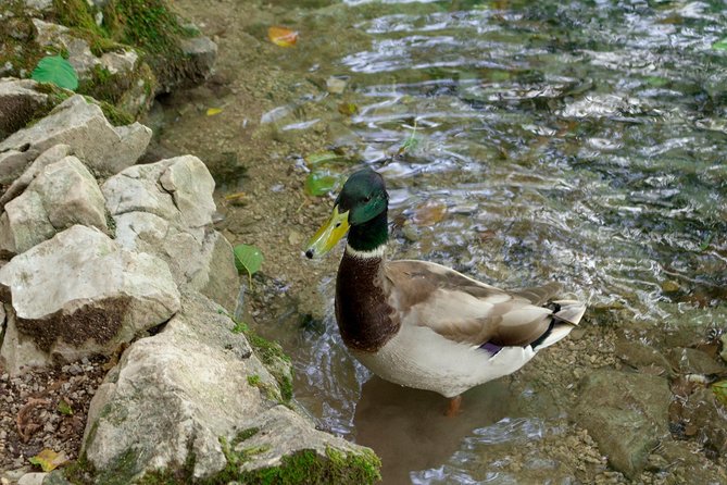 Full-Day Private Plitvice Lakes National Park Tour from Split - Plitvice Lakes National Park: your 4 hours where the magic happens