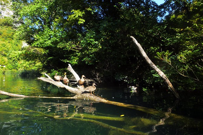 Kayaking and Snorkeling in Omiš - Key Things You Will Notice On This Cetina Kayak And Snorkel Tour