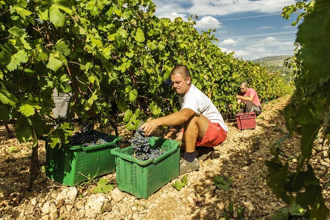 Krka Waterfalls & Dalmatian delights from Split or Trogir - Timing and what a 10-hour day really means for you