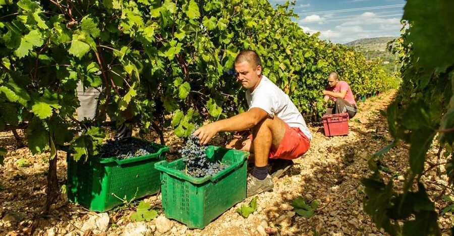 Split or Trogir: Krka Waterfalls & Wine and Food tasting - Transportation from Split or Trogir: the day trip rhythm that works