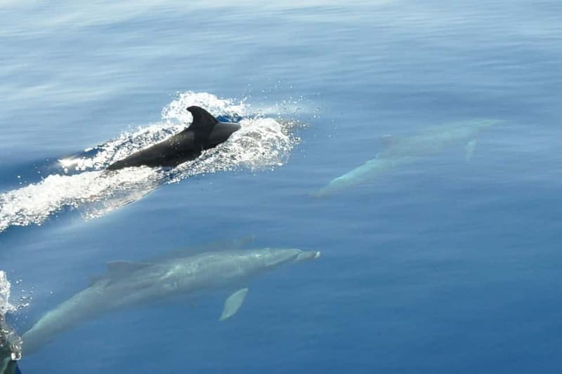Split: Private Blue Lagoon 3 islands with speed boat - Entering the day from Split, fast and easy