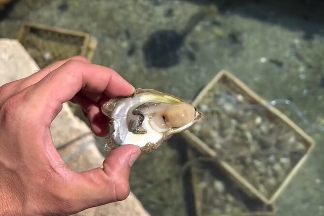 Transfer from Split to Dubrovnik with Stop at the Oyster Farm - Who this transfer suits best, and who might want to think twice