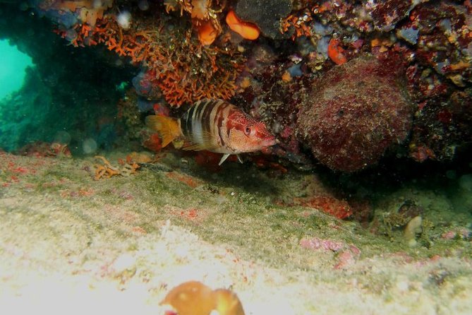 Try Scuba Diving in Split - Hotel Pickup and Meeting Point Logistics That Keep Stress Low