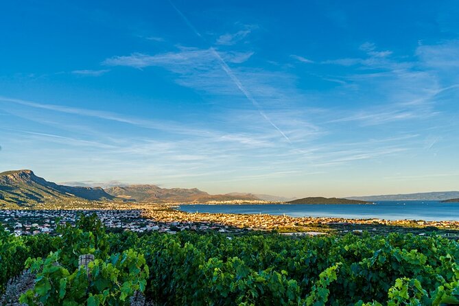Vineyard Wine Tasting Experience with a Sea view from Split - Weather Matters: What to Do Before You Go