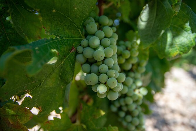 Wine Tasting and Food Pairing - Where Zinfandel Was Born - What Makes This Tour Worth the Money in Real Life